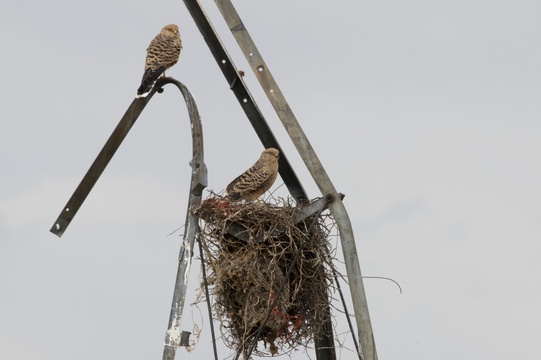 Greater Kestrel pair on nest